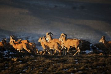 Iran wildlife discovery tour
